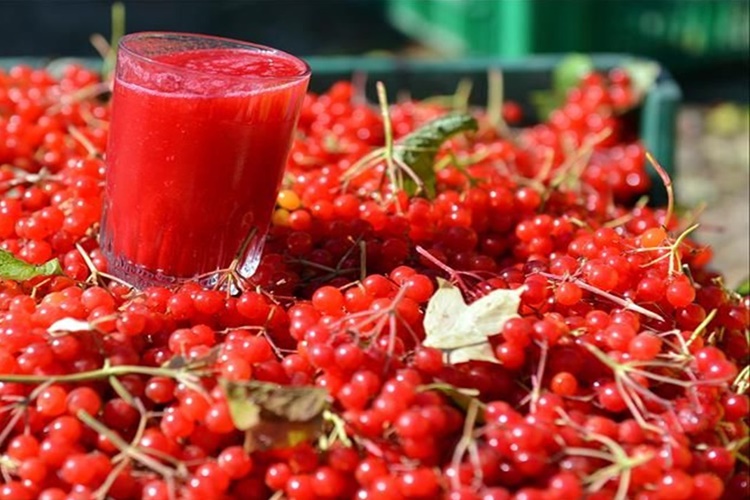 Gilaburu Suyu Zayıflatır mı? 