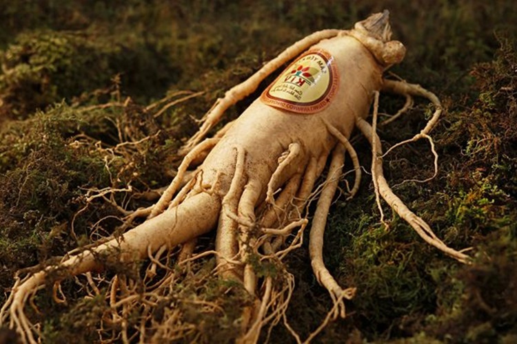 Ginseng Macunu Faydaları Nelerdir?