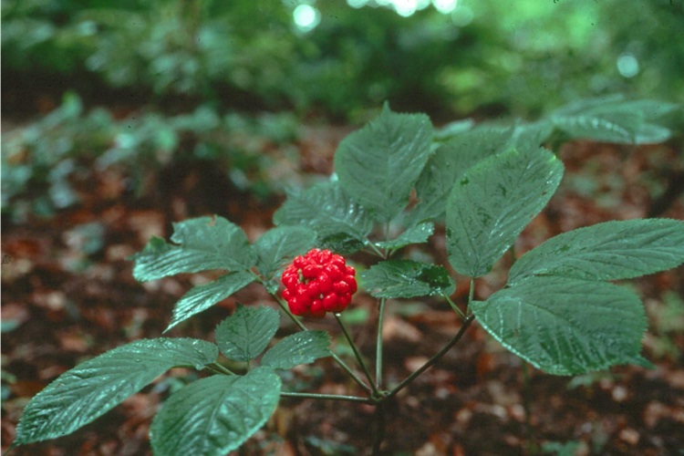 Ginseng Tohumu Nasıl Ekilir?
