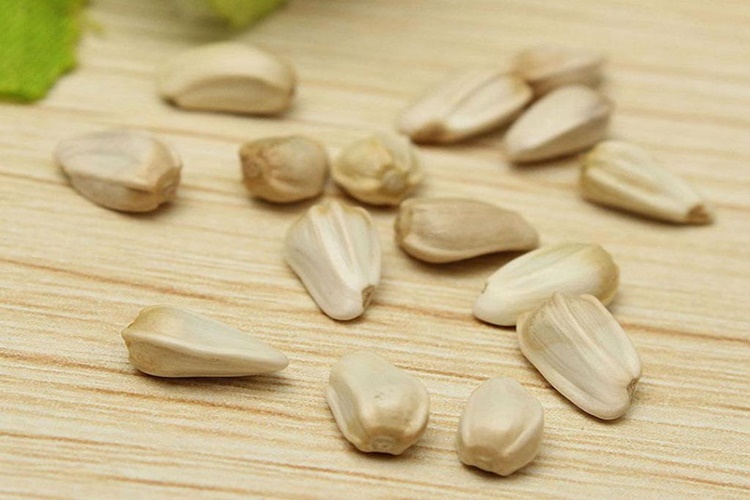 Ginseng Tohumu Nereden Bulunur?