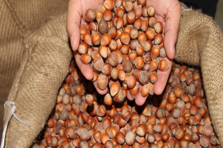 Giresun Kalite Fındık Nedir?