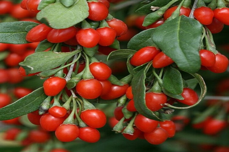 Goji Berry Türkiye’de Yetişir Mi?