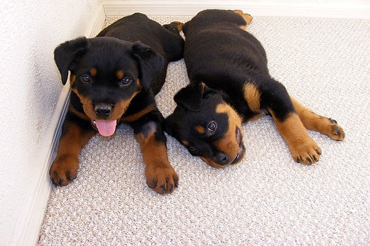 Golden Köpek Cinsiyeti Nasıl Anlaşılır?