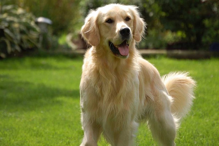 Golden Köpek Ekmek Yer Mi?