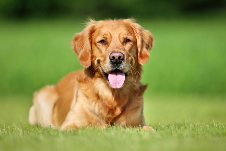 Golden Köpek Fiyatı 2023 Ne Kadar?