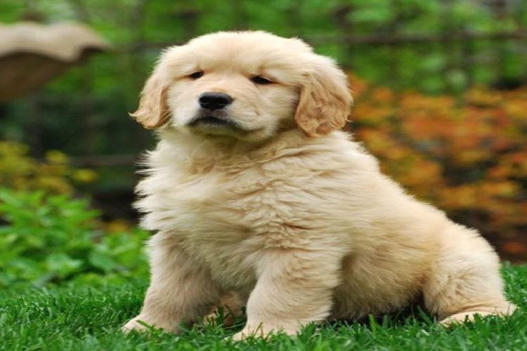 Golden Retriever Fiziksel Özellikleri Nelerdir?