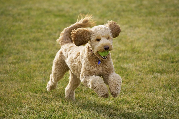Goldendoodle Tüy Döker Mi?