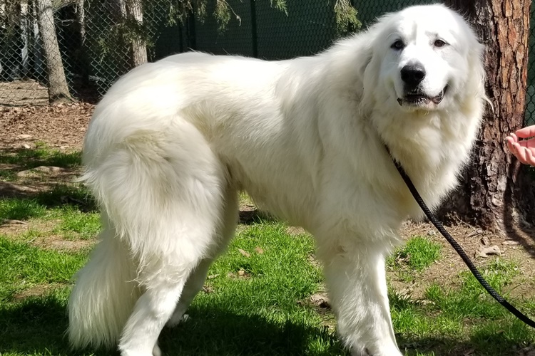 Great Pyrenees Köpek Irkı Nasıl Beslenir?