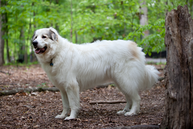 Great Pyrenees Köpek Irkının Karakteri Nasıldır?