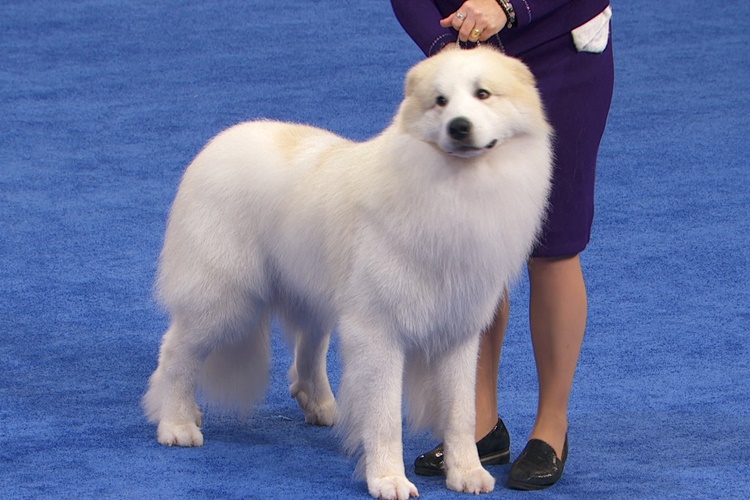 Great Pyrenees Köpek İsimleri Nelerdir?