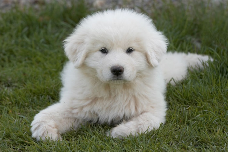 Great Pyrenees Köpek Isırığı Zararlı Mıdır?