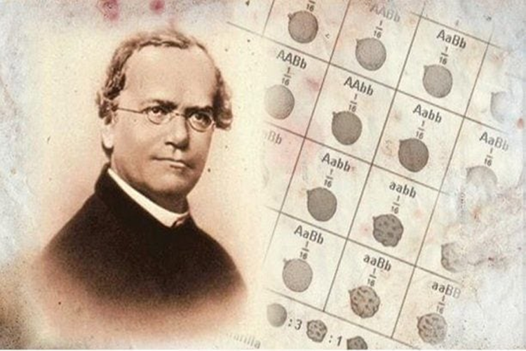 Gregor Mendel Buluşları Nelerdir?