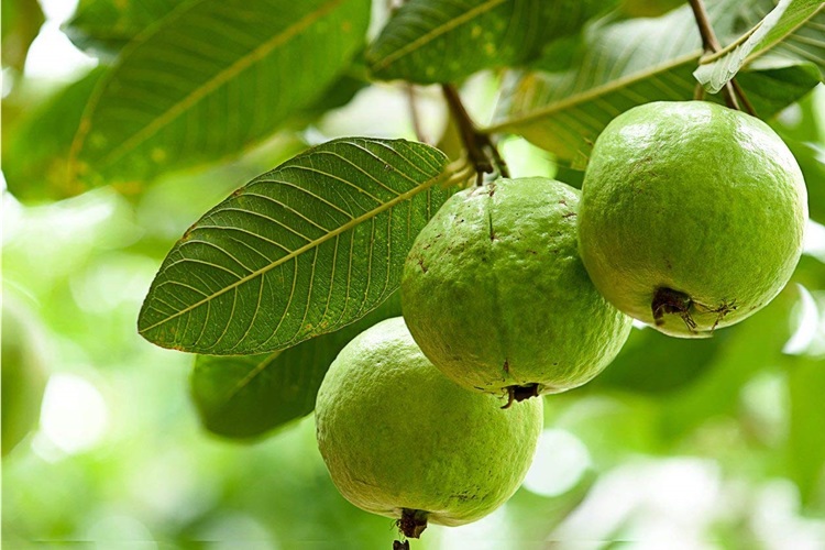 Guava Tohumu Nasıl Ekilir?