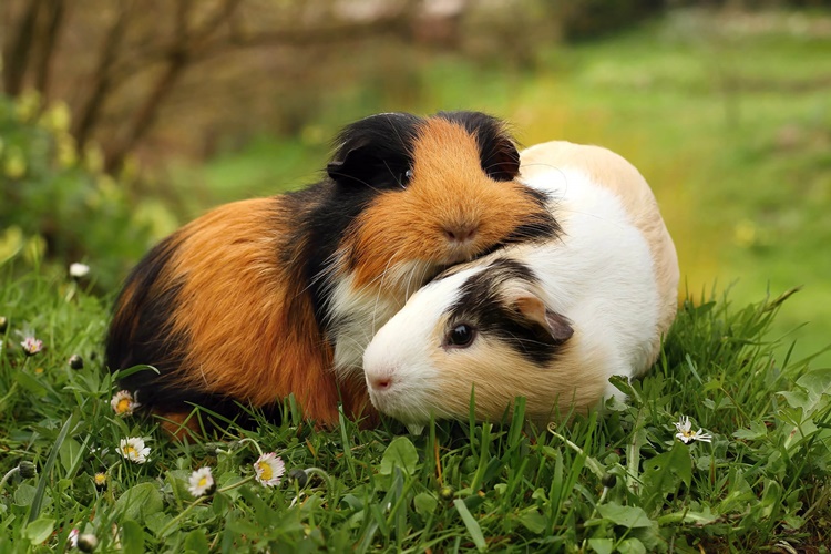 Guinea Pig Aşısı Nedir?