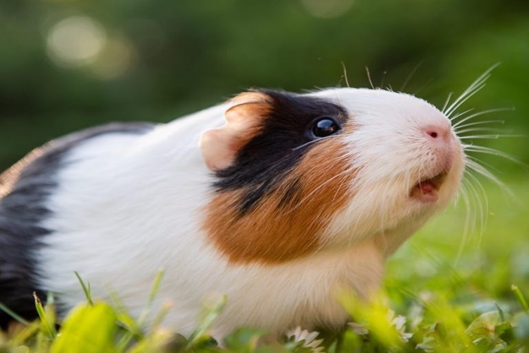 Guinea Pig Beyaz Sıvı Neden Olur?