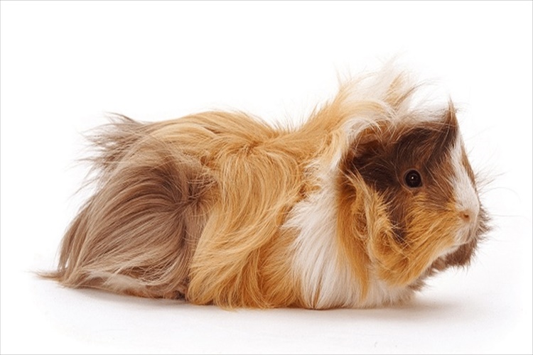 Guinea Pig Fiyatı Ne Kadar?