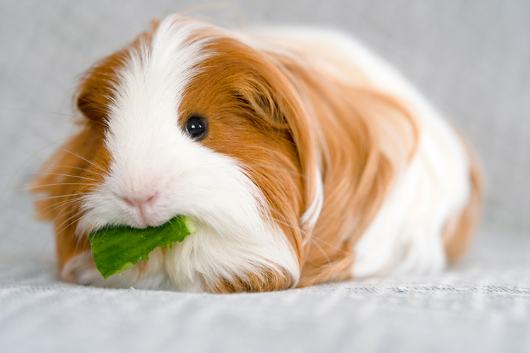 Guinea Pig Nasıl Eğitilir?