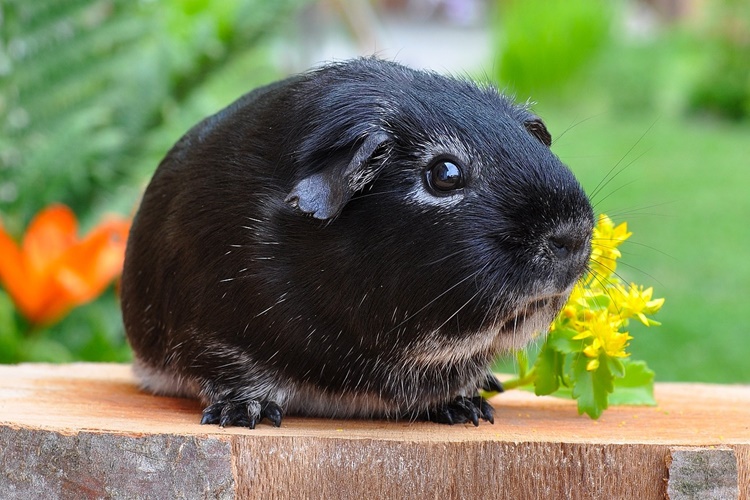 Guinea Pig Tüy Döker Mi?