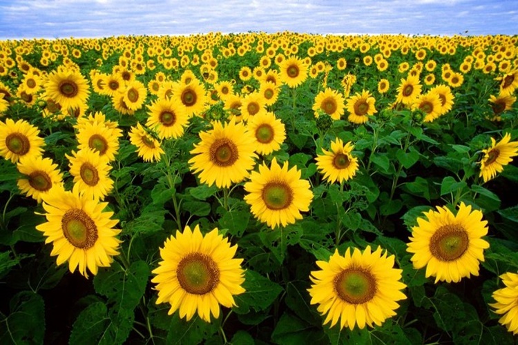 Gündöndü Çiçeği Hakkında Sıkça Araştırılan Konular