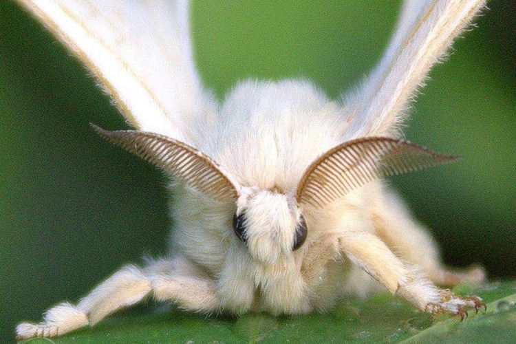 Güveler Kaç Gün Yaşar? Güncel Oku