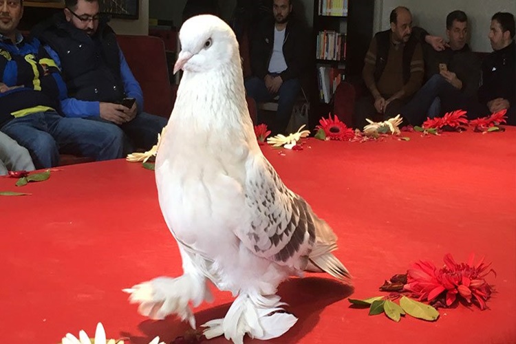 Güvercin Hakkında Merak Edilen Bilgiler