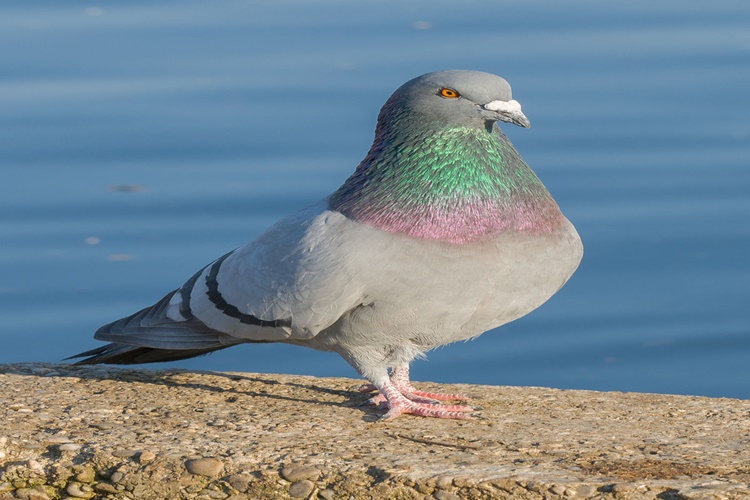 Güvercin Çiftleştikten Kaç Gün Sonra Yumurtlar?