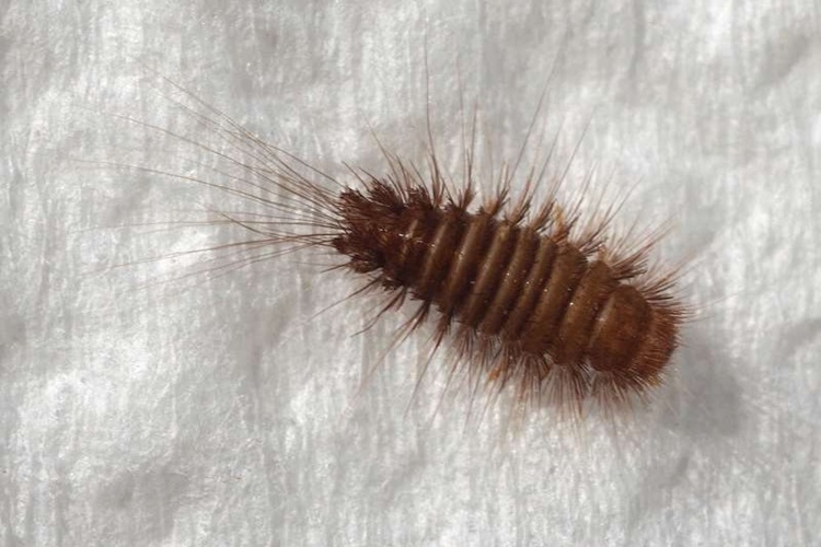 Halı Güvesi Nasıl Yok Edilir?