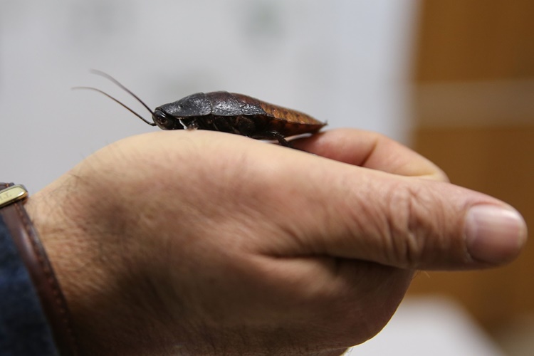 Hamam Böceği Ne İşe Yarar?