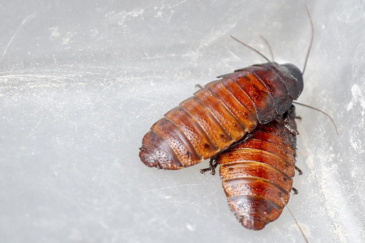 Hamam Böceği Ömrü Ne Kadardır?