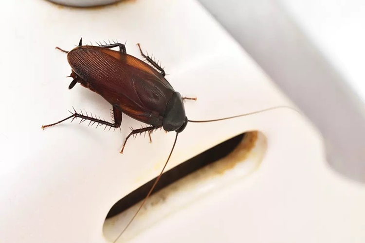 Hamam Böcekleri İnsanlara Zarar Verir Mi?