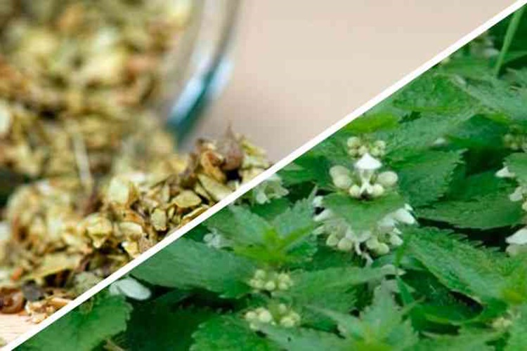 Hamam Otu Nasıl Kullanılır?