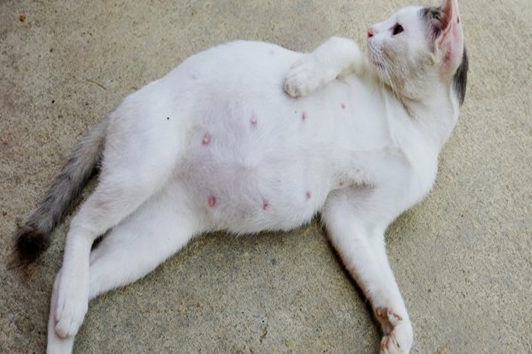 Hamile Kedi Hakkında Merak Edilen Bilgiler