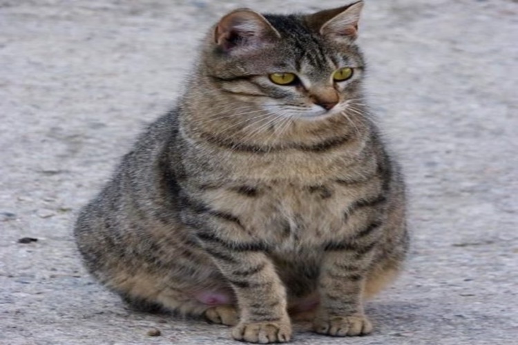 Hamile Kedi Akıntısı Neden Olur?