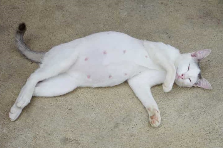 Hamile Kedi Azar Mı?