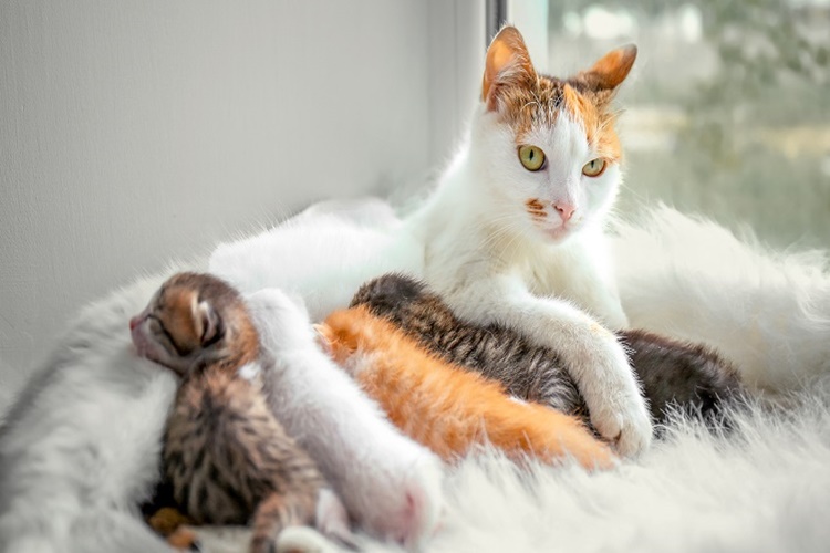 Hamile Kedi Belirtileri Nelerdir?