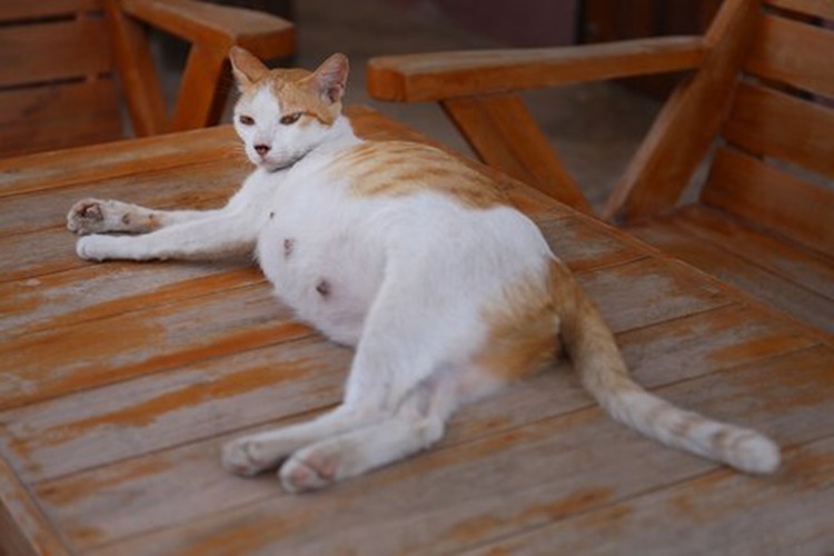Hamile Kedi Çok Su İçer Mi?