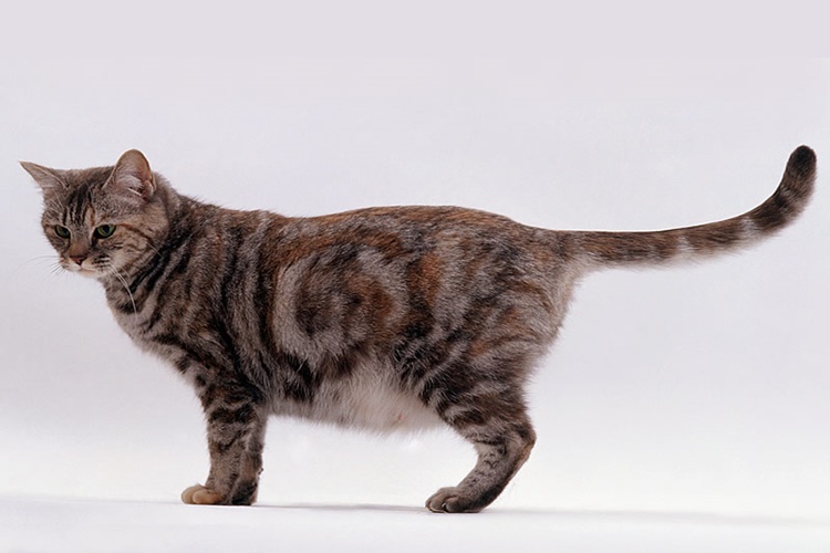Hamile Kedi Hastalıkları Nelerdir?