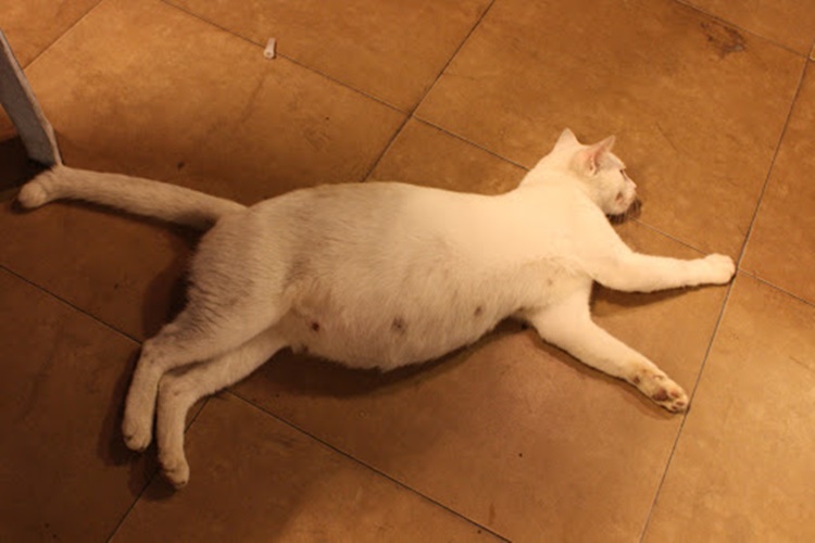 Hamile Kedi İshal Olur Mu?