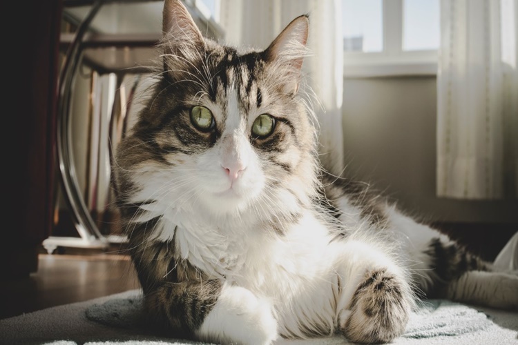 Hamile Kedi Neden Titrer?