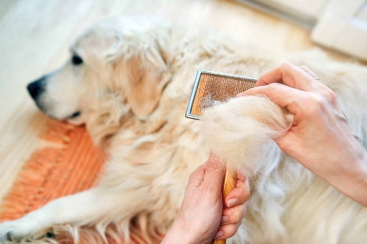 Hamile Köpek Tüy Döker Mi?