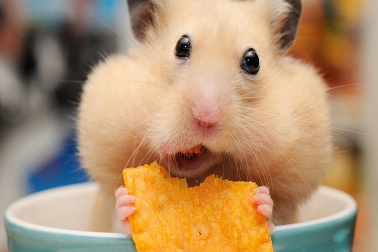 Hamster Bakmanın Maliyeti Nedir?