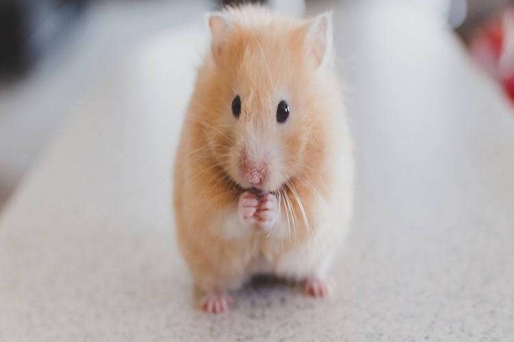 Hamster Beslemek Hakkında Merak Edilen Bilgiler