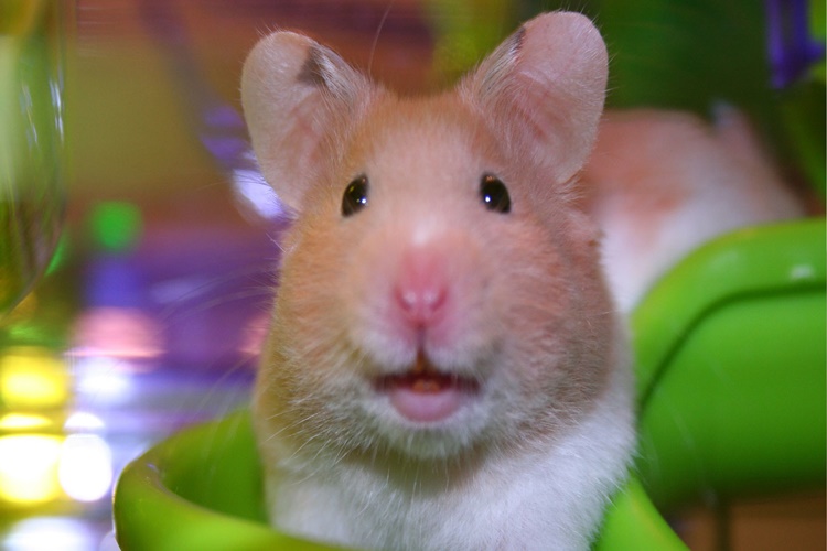 Hamster Beslemek Günah Mıdır?