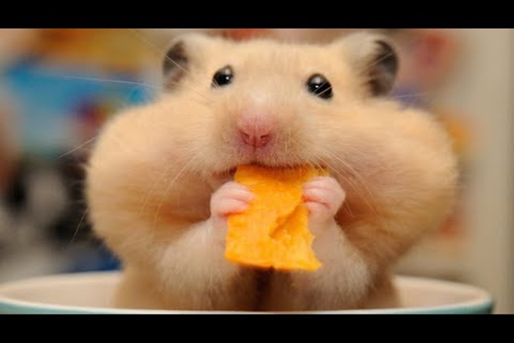 Hamster Beslemek İçin Gerekenler Nelerdir?