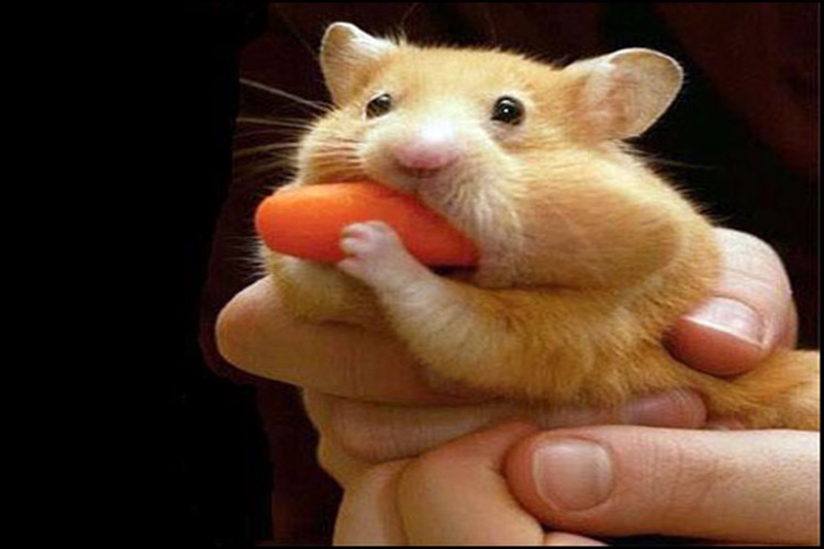 Hamster Beslemek Zararlı Mı?