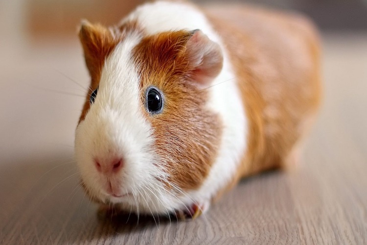  Hamster Gebelik Süresi Ne Kadar?