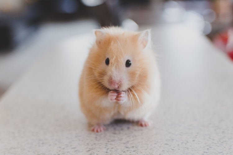 Hamster Nasıl Eğitilir?