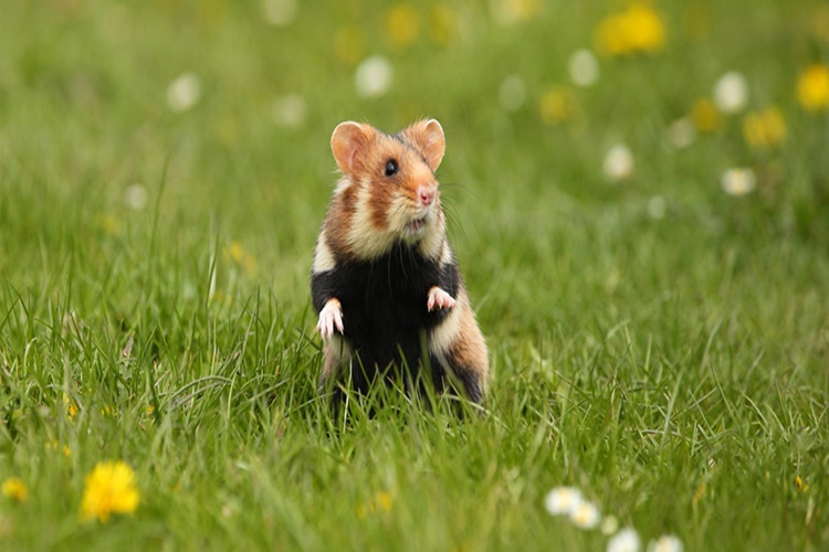 Hamster Ne Yerse Ölür?