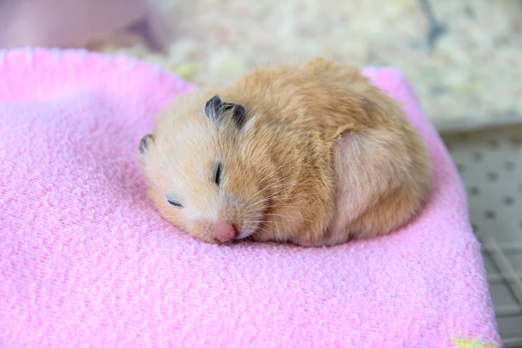  Hamster Neden Titrer?
