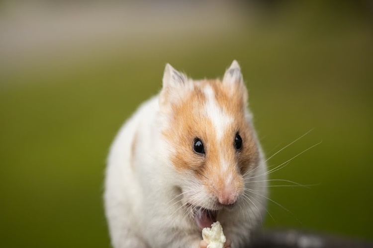 Hamster Susuz Kaç Gün Yaşar?